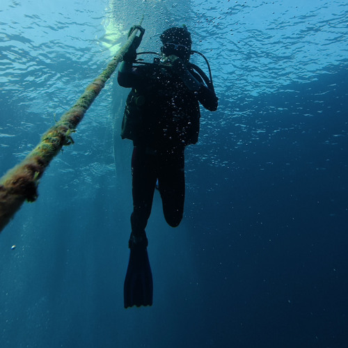 dive at the Dixons