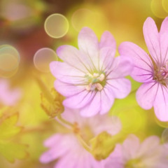 different sound 2 of the 2nd movement Beethoven Piano Sonata No. 22 F-dur Op. 54