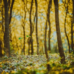 Arbres et forêts / mai 2020 - Herboristerie avec Maryse Cloutier-Gélinas