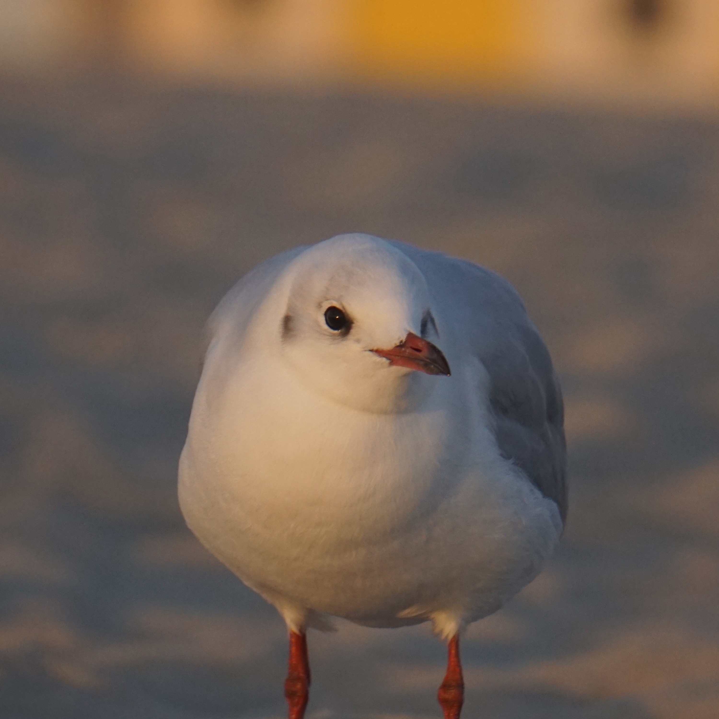 Tate McRae - tit for tat (R.N.O remix - V1)