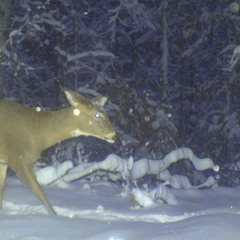 indifferent (ryuko + dogfailure)