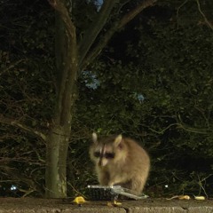 Raccoons Are Better Than Humans
