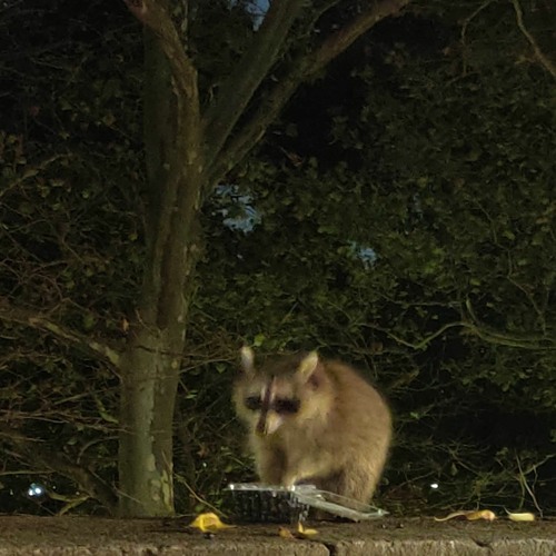 Raccoons Are Better Than Humans