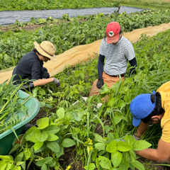 Municipal Kitchens: Visit to Tiny Farms