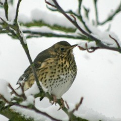 Songthrush (3) 11 May 23 - 4.29am - Dalsvallen