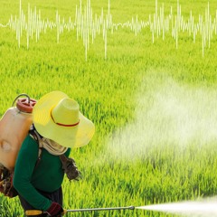 Does ‘Safer Storage’ Reduce Agricultural Pesticide Self - Poisoning In Rural Asia