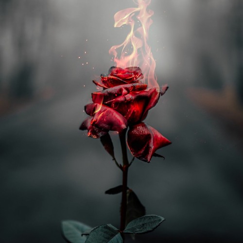 "Tragedy of a Scorched Rose" for wind ensemble (LIVE)
