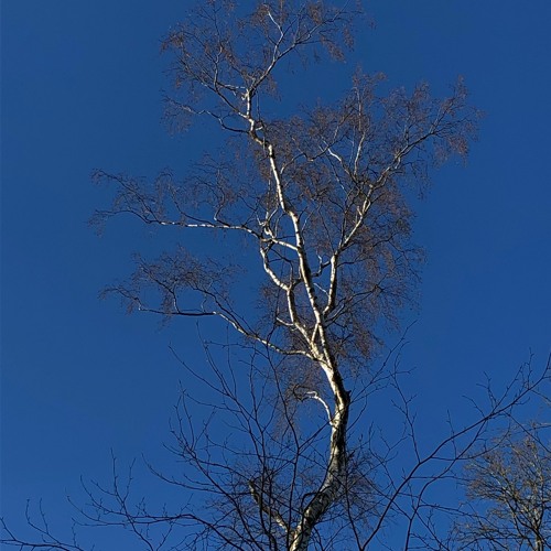 Øjeblik (feat. Ronja Rose Andersson)