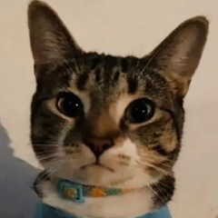 cat dance