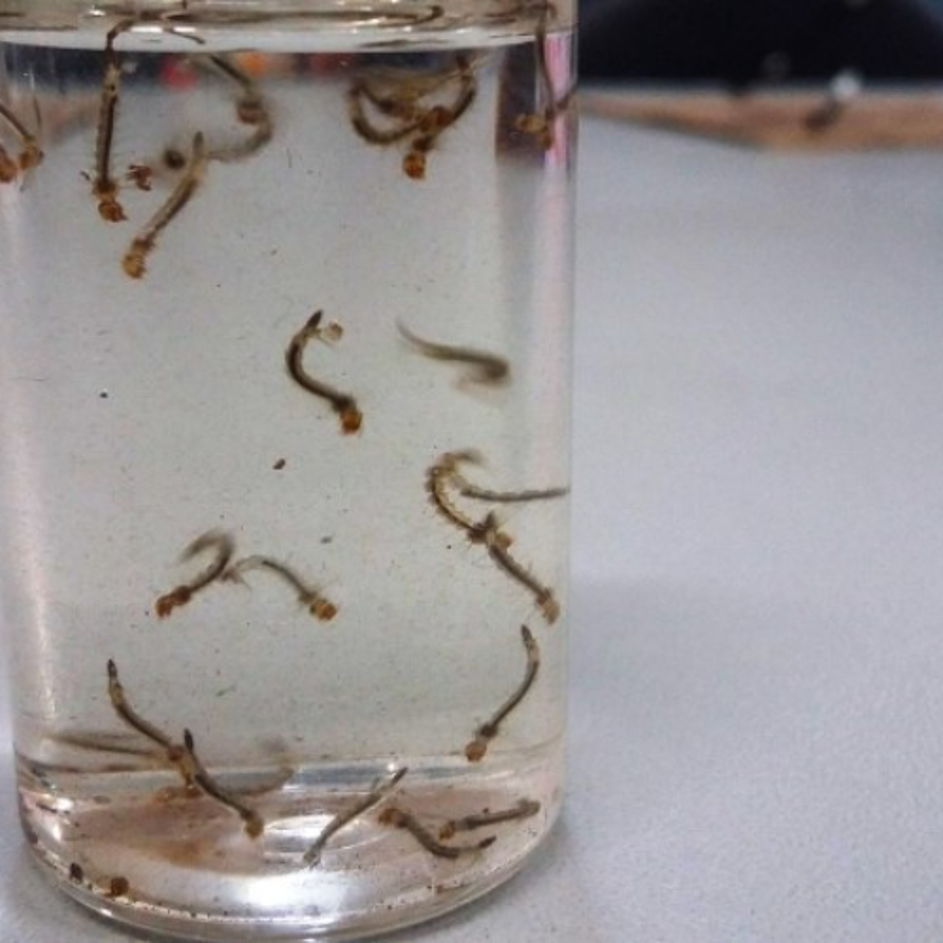 Foco de larvas do Aedes aegypti é identificado em Lauro Müller e Vigilância reforça prevenção nas residências episode artwork