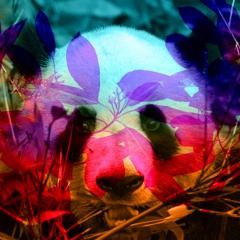 Ling Ling (Sad Panda)