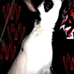 bunyun (cxo)