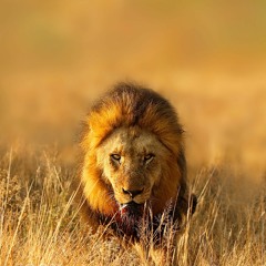 African Wildlife Documentary (Library Music)