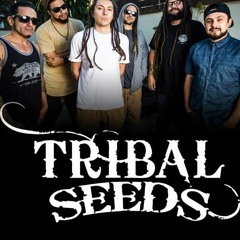 Tribal Seeds(Mix)