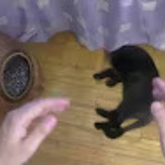 Slidan (слидан) - рэп баттлю своего кота Валентина