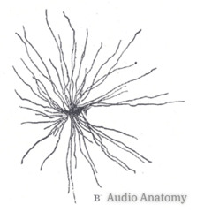 Audio Anatomy 11/20/23 (w/ Beth Hetland)