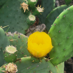 Acoustic Endeavor performs Nothing Compares To You