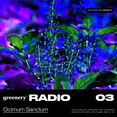 Ocimum Sanctum (Holy Basil) - 03 by KENE O