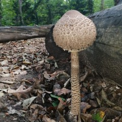 Shroomhibrenationmode