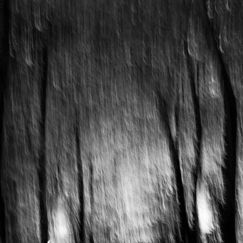 joy in the deep woods w/ biolzz 230425