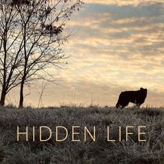 Hidden Life (BBCSO Core)
