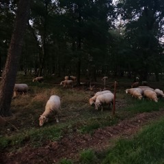 web echoes #10 w/ Minka (05/10/25)