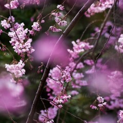 Tanka ambiance