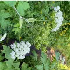 Que Mas Quieres REMIX