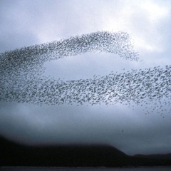 Des Wahnsinns sanfte Flügel - Excerpt