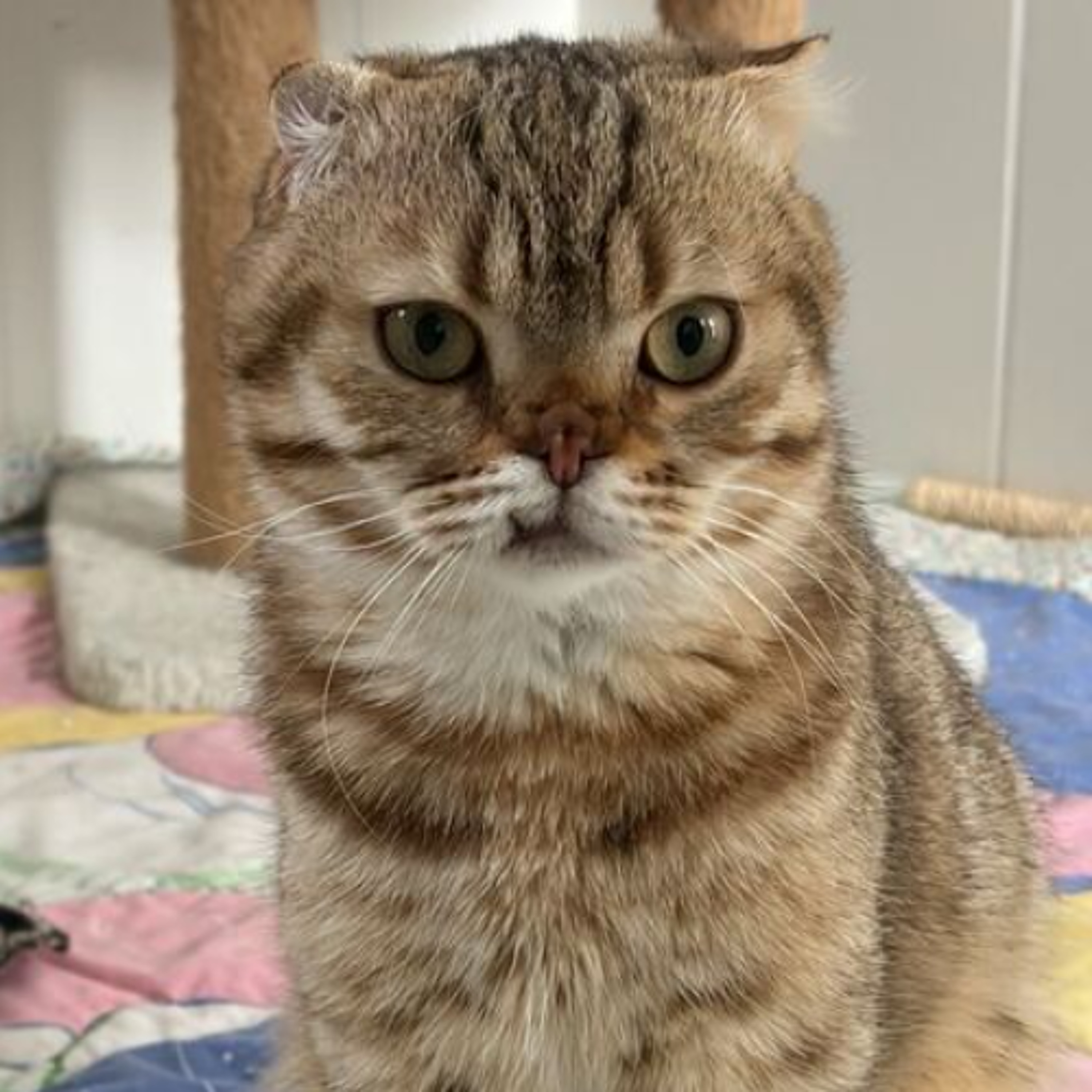 Körbchen gesucht vom 10.06.2026 - Kater Oscar episode artwork
