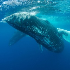 Whale Dance