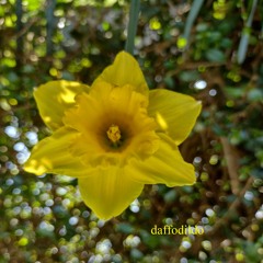 Daffodildo