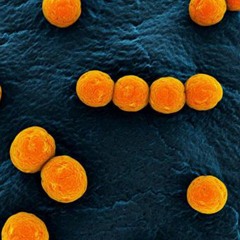 Enterococcus Gallinarum Elimination | Reduce Inflammation & Stop Infection