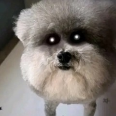 Orange Cr3am (R3Dproduces.too?)