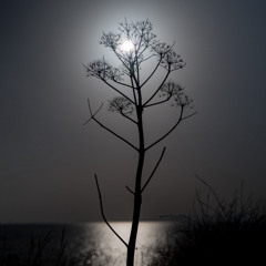 Sing Ye Autumn Birds (interlude)