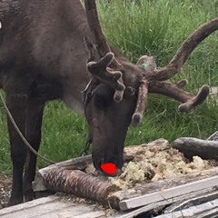 Donaudampschiffkapitänsmützenhouse