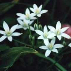 [한국사람 플레이리스트] 아라비아의 별의 꽃말은 순수