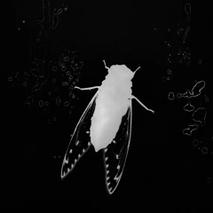 cicada (w/ shinjihang) ** seoul