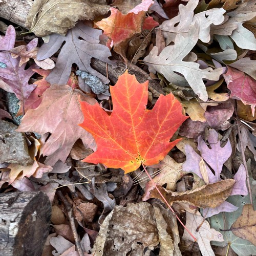 DriveIntoTheBriars.m4a