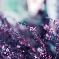 Foxwood - Lavender