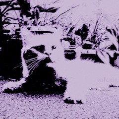 salamin (demo)