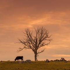 To Obey Is Better, Adam Kohlstrom