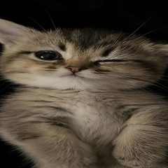 tulevo с abonentom mp3