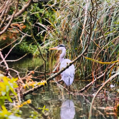 The Heron
