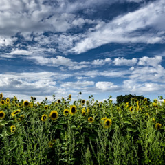 Turned Out Nice Again