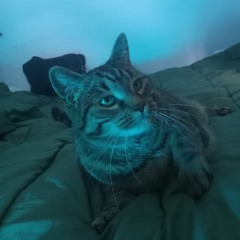 Bibi