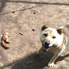 Darkwind (demo) 2018