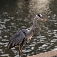 That Bird