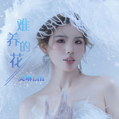 难养的花 (伴奏)