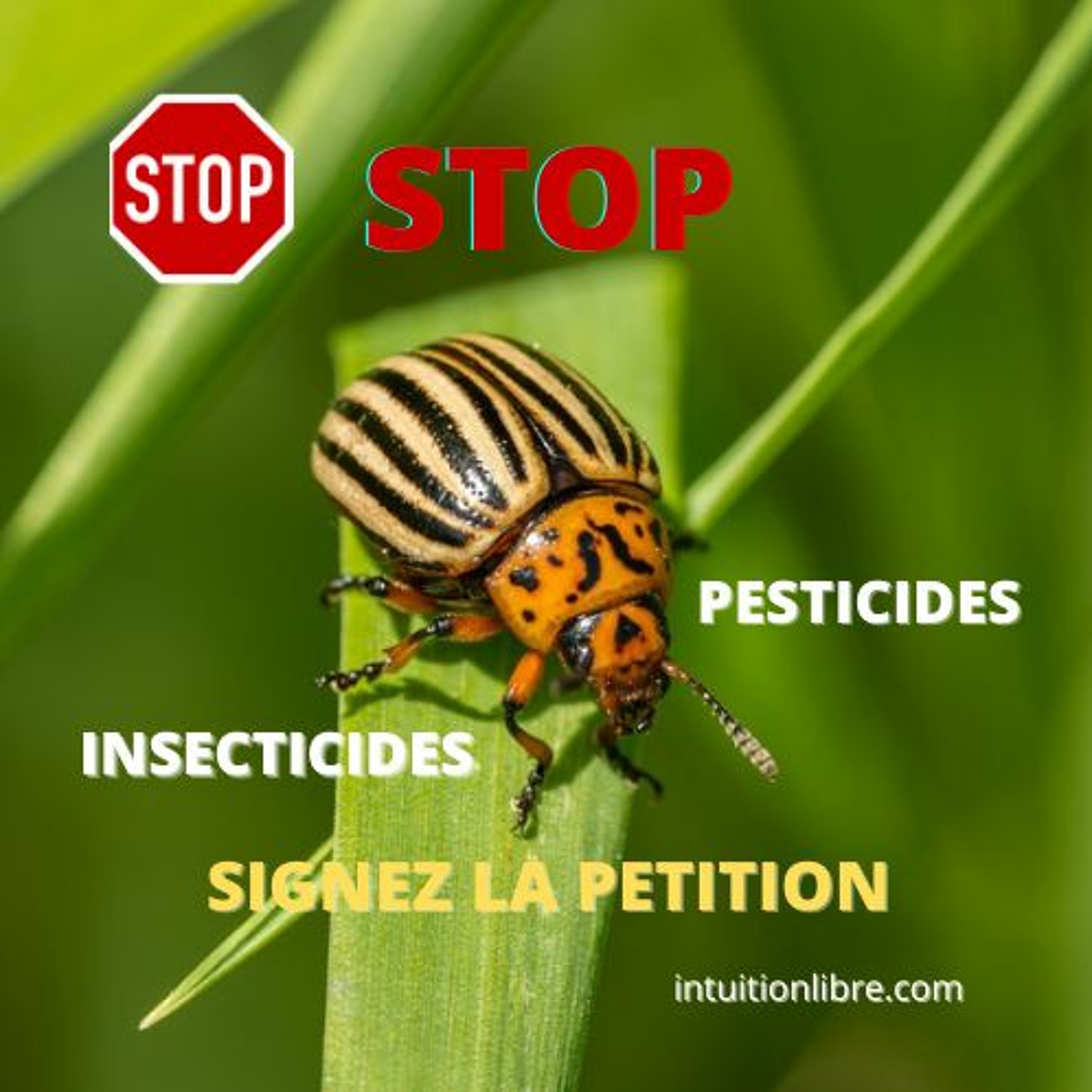 intuitionlibre.com actu vue par la voyance